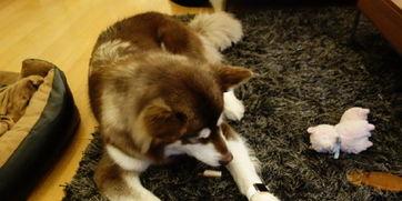 娱乐圈爆料50条狗视频,50条狗视频背后的娱乐圈秘密大揭秘 第3张 娱乐圈爆料50条狗视频,50条狗视频背后的娱乐圈秘密大揭秘 第3张